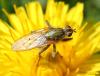 Scathophaga stercoraria
